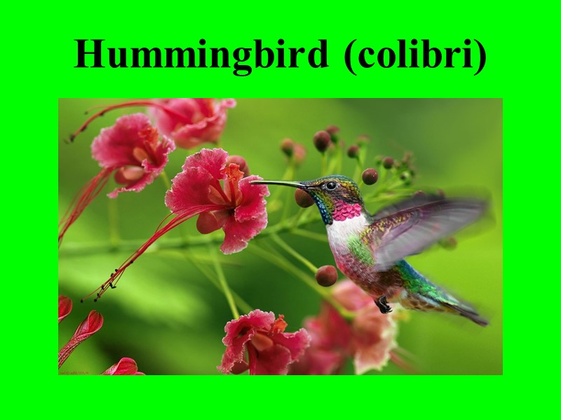 Hummingbird (colibri)